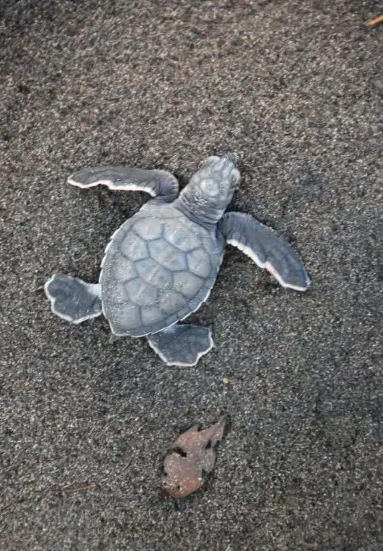 Turtle hatchlings